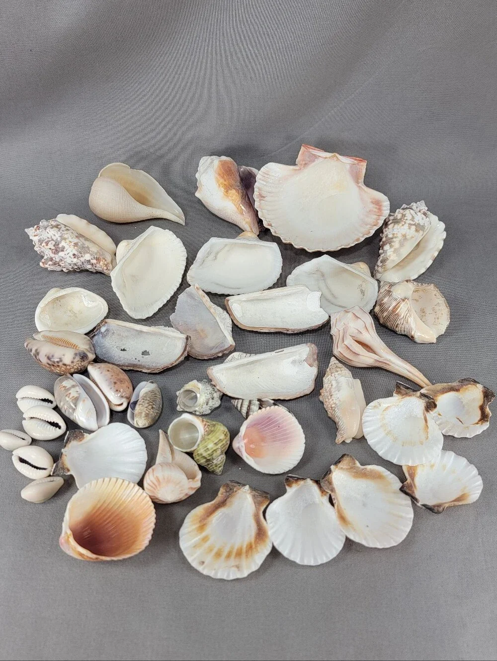 Assorted Seashell Shell Lot Coastal Beach Wedding Crafts Nautical Decor